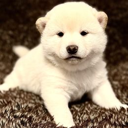 Sammy - Cream male Shiba Inu puppy in Trenton, Nebraska from Prairie Shibas