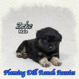 Zeke - Black tri male Miniature Australian Shepherd puppy in Forestburg, Texas from Flaming Dill Ranch Aussies