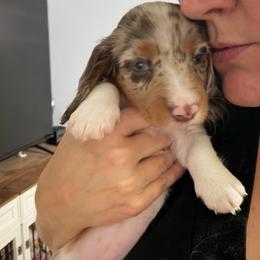 Akc Meeko - Dapple female Dachshund puppy in Erie, Michigan from Champagne’s Grinch Toe’d Dachshunds