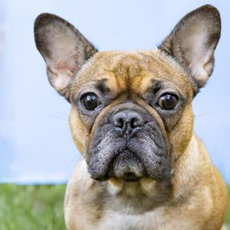 FRENCHIE - French Bulldog