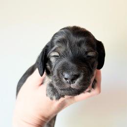 Ranger 3750 - Cream male Dachshund puppy in Sylvania, Alabama from Yancey’s Doxies