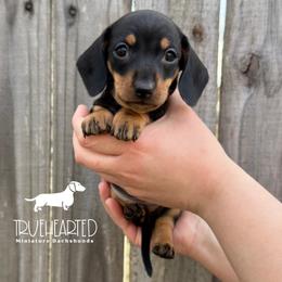 Olive - Black and tan female Dachshund puppy in Royse City, Texas from Truehearted Miniature Dachshunds