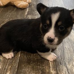 American Corgi and Pembroke Welsh Corgi Puppies from Wild West Corgis