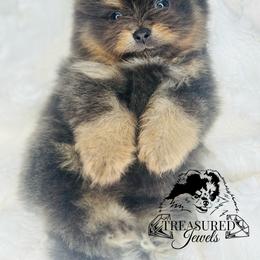 Pomeranian Puppies from Treasured Jewels Pomeranians