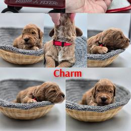 Charm - Apricot male Goldendoodle puppy in Summerville, South Carolina from Channys Doodles