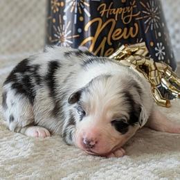 Ziggy - Blue merle female Australian Shepherd puppy in Falcon, Missouri from Edge Farm LLC