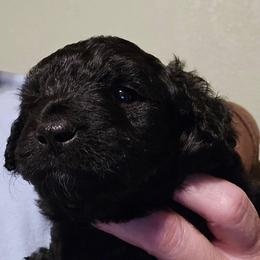 Cooper - Black and white male Aussiedoodle puppy in Windom, Texas from Wild Farm Puppies