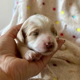 Prince - Gold and white male Cavatzu puppy in Turlock, California from Charming Woofs