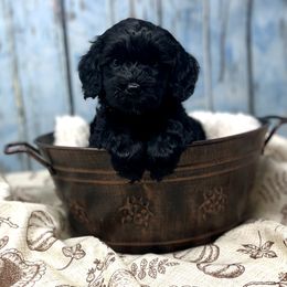 Gingerbread - Black and chalk female Australian Labradoodle puppy in Brush Prairie, Washington from Fancy Pants Labradoodles