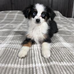 Charlie - Black tri male Toy Australian Shepherd puppy in Medina, Tennessee from Fly Farms