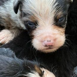 Miss Honey - female Bernese Mountain Dog puppy in Four Oaks, North Carolina from RoseWest Farms