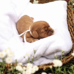 Fae - Ruby female Cavalier King Charles Spaniel puppy in New Holland, Pennsylvania from Mountain Breeze Puppies