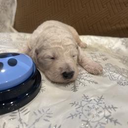 Beso - White male Poodle puppy in Mobile, Alabama from Semmy’s Standard Poodle LLC
