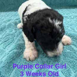 Purple Collar Girl - Parti female Poodle puppy in Shattuck, Oklahoma from Rock Creek Royal Poodles