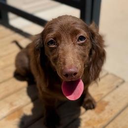 Clove - Dachshund