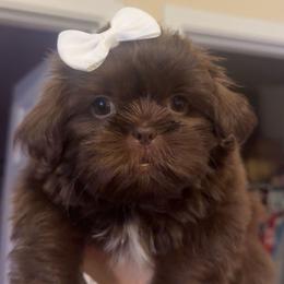Aurora - Lilac female Shih Tzu puppy in Ocean Springs, Mississippi from Wood Foo Breeders