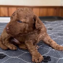 Gad - Red male Cockapoo puppy in Sheridan, Missouri from Shepherdsfold’s Cockapoos