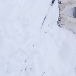Sierra - Siberian Husky