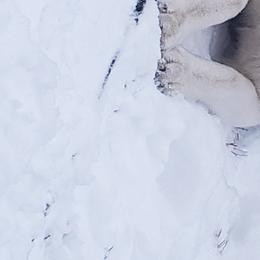 Sierra - Siberian Husky