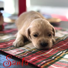 Santa - Cream male Goldendoodle puppy in Greenville, North Carolina from ENC Goldendoodles