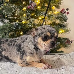 Gem - Chihuahua