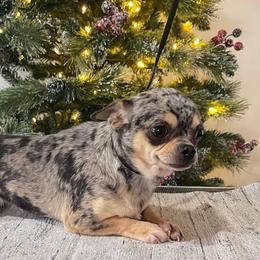 Gem - Chihuahua