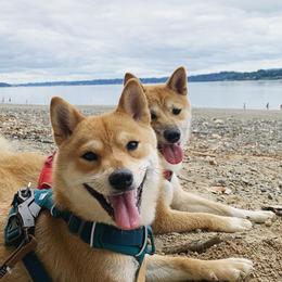Shiba Inu from OlyInu