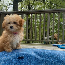 Poodle Puppies from Singing Sands Poodles