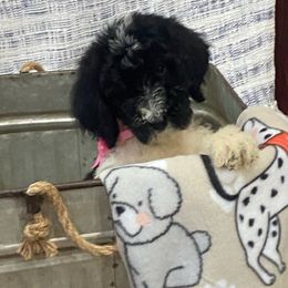 Girl 2 penny - Parti Poodle puppy in Flora, Illinois from Hanging Rock Poodles