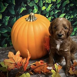 Female 1 - Red  female Goldendoodle puppy in Bradenton, Florida from Christianna’s Mini Goldendoodles
