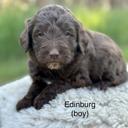 Edinburg - Chocolate Goldendoodle puppy in Colorado Springs, Colorado from Shining Star Doodles