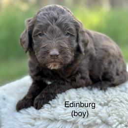 Edinburg - Chocolate Goldendoodle puppy in Colorado Springs, Colorado from Shining Star Doodles