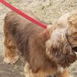 Lace - Cocker Spaniel