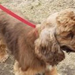 Lace - Cocker Spaniel
