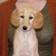 Saluki Puppies from Kushiel Salukis