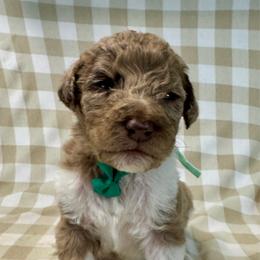 Cobbler - Merle male Labradoodle puppy in Candler, North Carolina from Maple Bakin’ Doodles