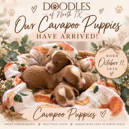 Green Boy - Red male Cavapoo puppy in Mckinney, Texas from Doodles of North Tx