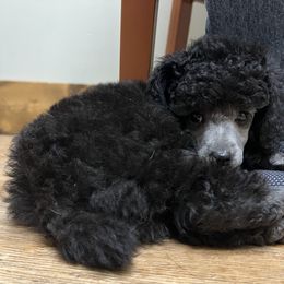 Poodle Puppies from Erisse Poodles