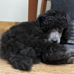 Poodle Puppies from Erisse Poodles
