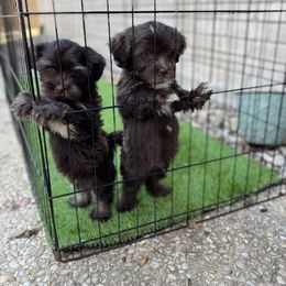 Havanese Puppies from Havanese on the Hill