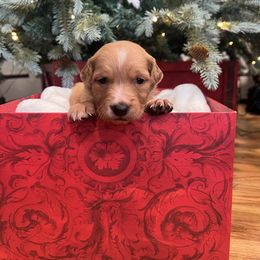 Pine - Dark golden male Golden Retriever puppy in Provo, Utah from Rocky Mountain Field Goldens