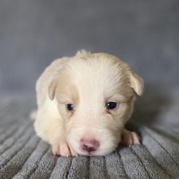 Charlotte - Gold female Border Collie puppy in Gary, Indiana from Lake Ridge Border Collies