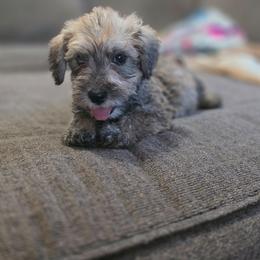 Snoozer - Wild boar male Dachshund puppy in Lynn, Indiana from StorSma Farms
