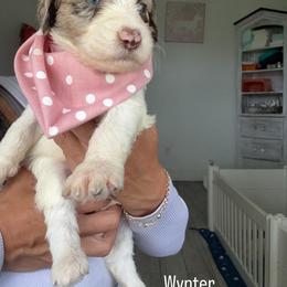 Wynter - Merle female Assorted Doodle Crosses puppy in Port Saint Lucie, Florida from Sommerdoodle