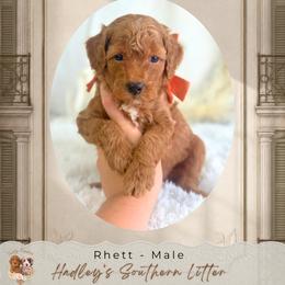 Rhett - Red  male Goldendoodle puppy in Norcross, Georgia from Teddy Puppies