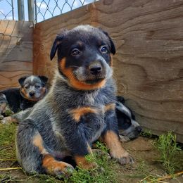 Australian Cattle Dog and Pembroke Welsh Corgi Puppies from Leatherman Quarter Horses