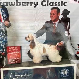 Brooke - Cocker Spaniel