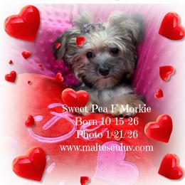 Sweet Pea - White and tan female Maltese puppy in Silverhill, Alabama from Malteseuluv’s Tiny Treasurers