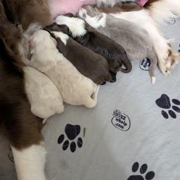 Border Collie puppies from Double4farms