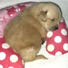 Golden Retriever Puppies from OPK Goldens
